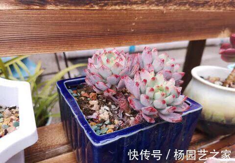 叶片|隐藏在多肉植物当中的5种水果，长得太像了，看着都想咬一口