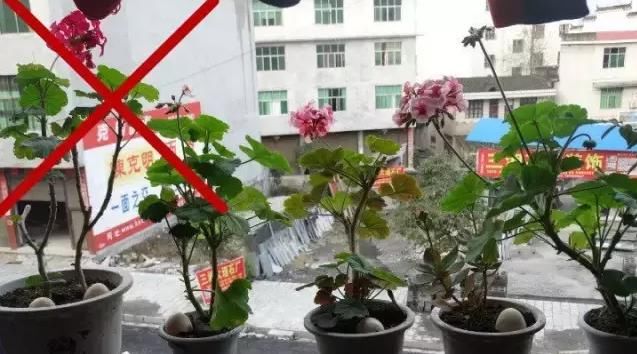 误区|养花这些误区,事关生死,不能犯错!