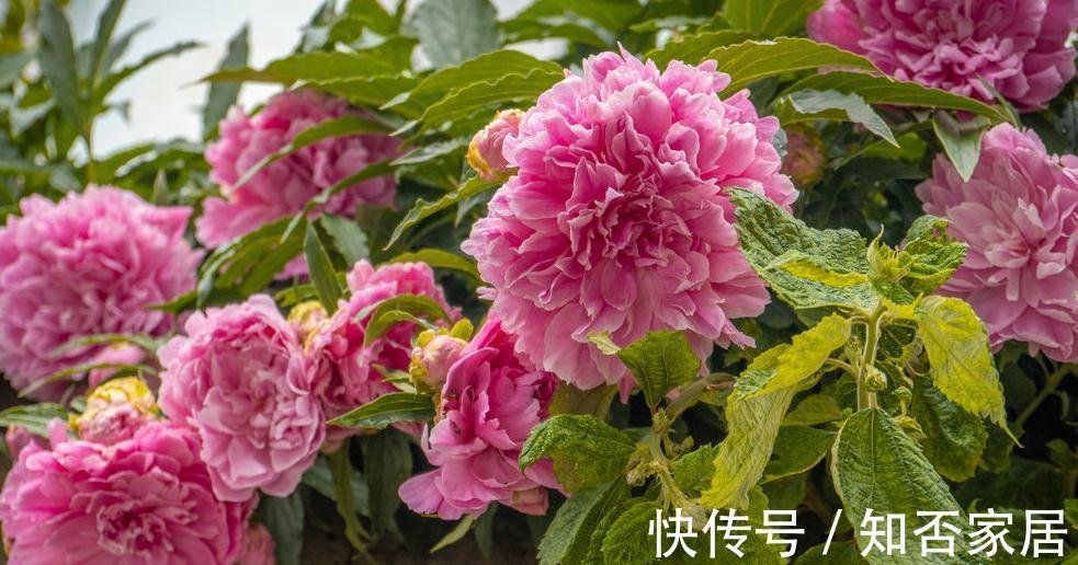 芍药移植,春天和秋天哪个时间好,这1步没做对,难怪芍药长不好