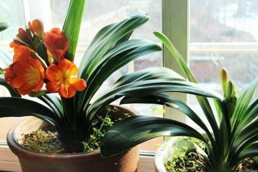 养殖花草小妙招用香蕉皮盆栽植物，分分钟搞定肥水、清洁问题