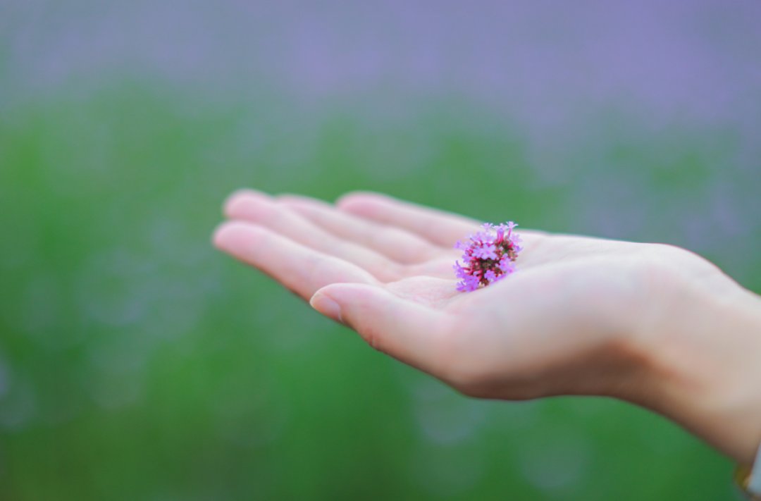 大滨菊|错过等一年！宁波这些花海快打卡