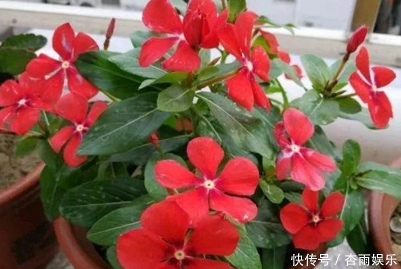天竺葵|喜欢养花，就选这5种，“扔土里”就活，2月爆满盆，花开满阳台