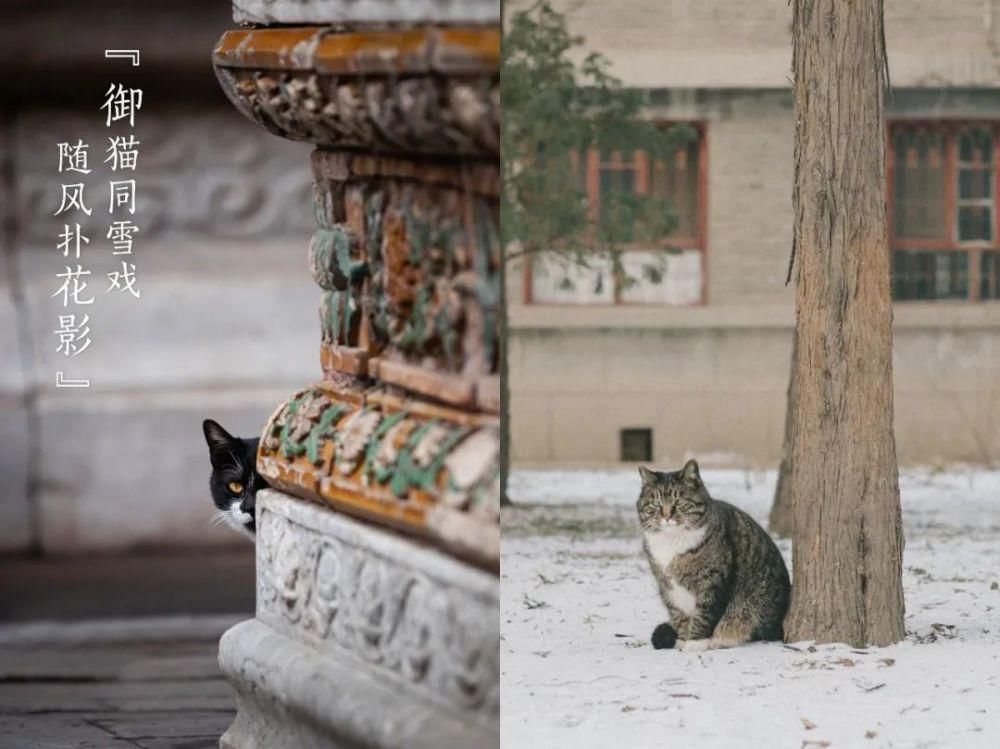  北大与故宫：红楼共飞雪，百年同芳华