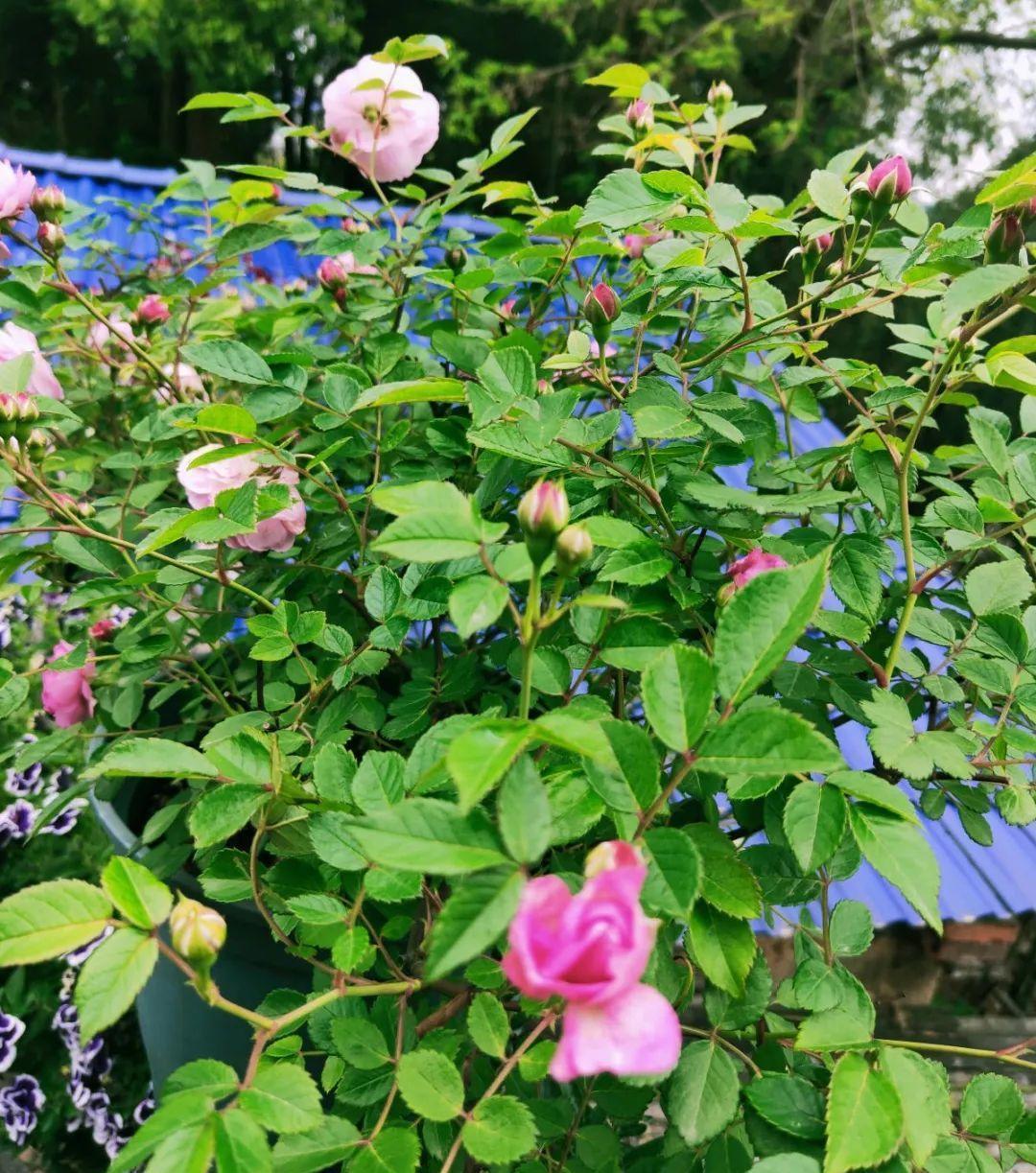 种花|8种花赶紧剃头，剃得越狠，开花越多