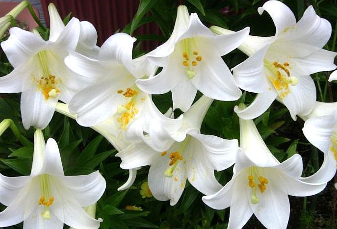 养花试试这几款，不开花也是非常好看的观叶植物