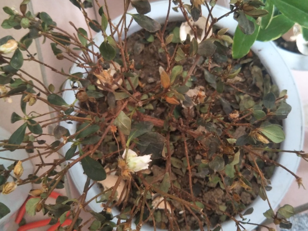 花苞|公认难养的花，养一盆死一盆，从来没有养活过！