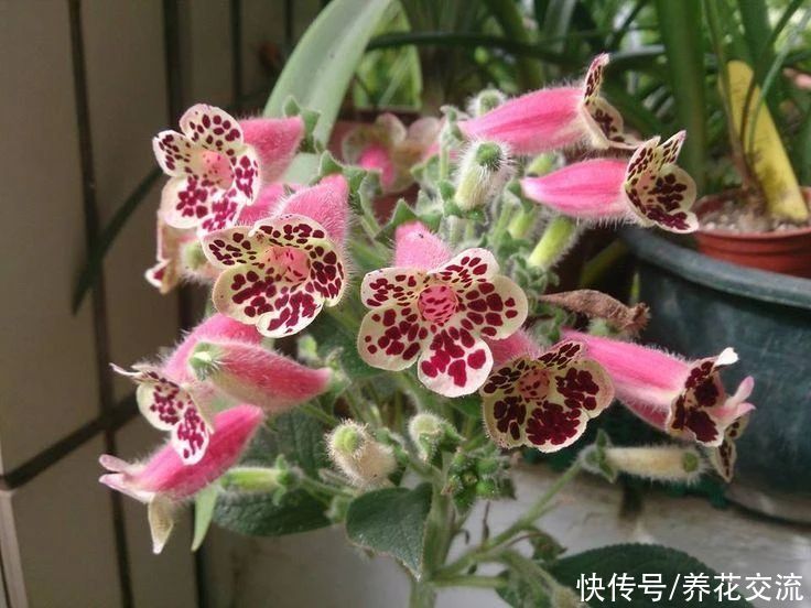  植物|耐阴室内开花植物“大家族”，低光照可开花，植株小巧，适合新手