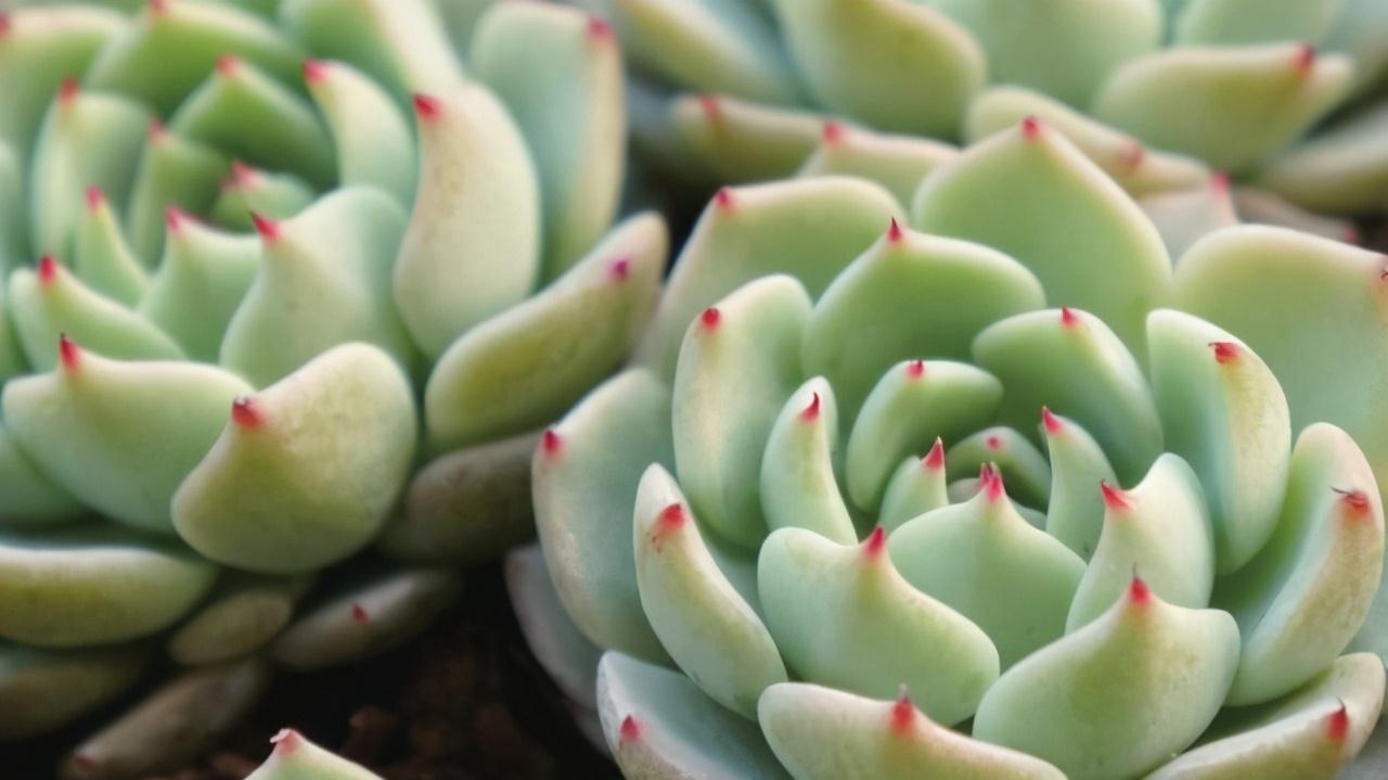 冬天养护多肉红爪,注意这四点,株型紧凑叶尖猩红更诱人