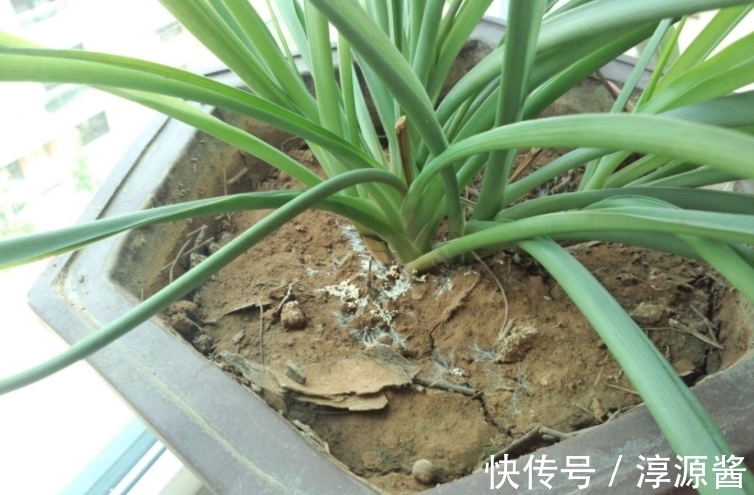花卉|花土中长“白霜”,是因为这3方面出问题,请快速“对症解决”