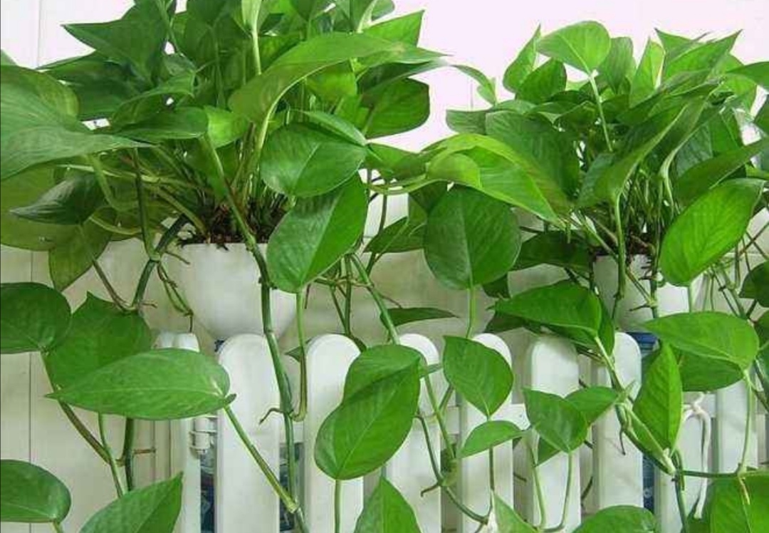 绿萝长得慢、叶子小,掌握4个养护要点,长势旺盛,叶子浓绿