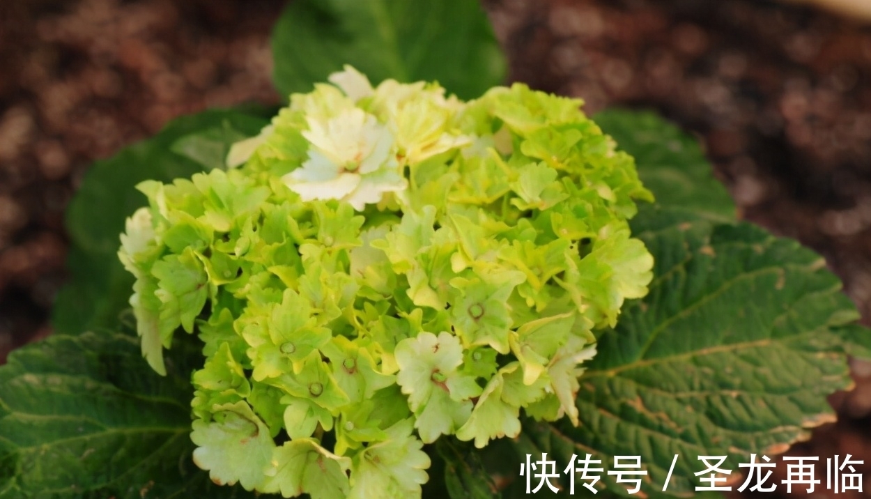 五种植物|养花也要养“独特”品种,这些“绿颜色”的花就不错,喜欢可以养