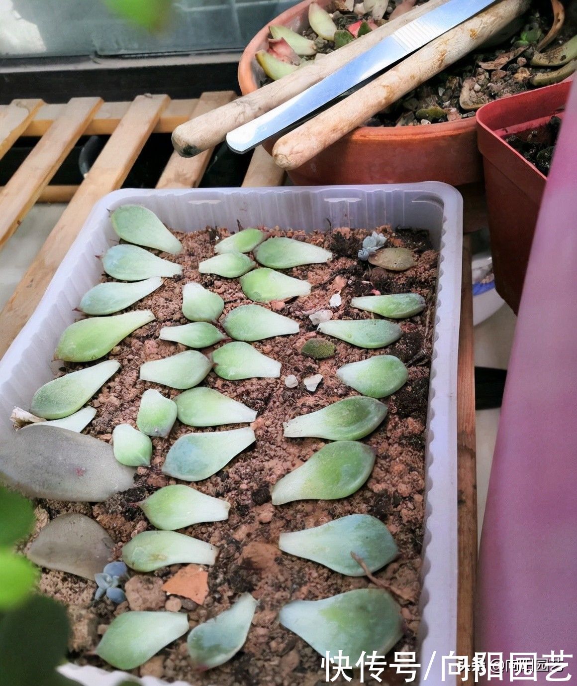 成活率|?多肉怎么叶插？备好花土，花盆，选好叶子，叶插攻略送给你