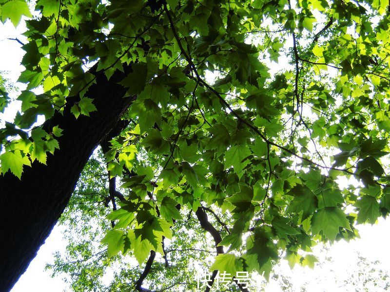 叶叶梧桐|又见江南 ——读王云燕《梧桐映双城》有感