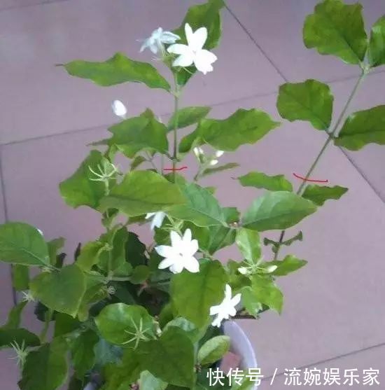 妙招|茉莉花这么养,花争着开,只需几个妙招,修剪是重点