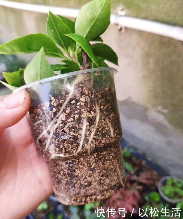 6月，最适合扦插的花，一插就活，大白根冒疯了