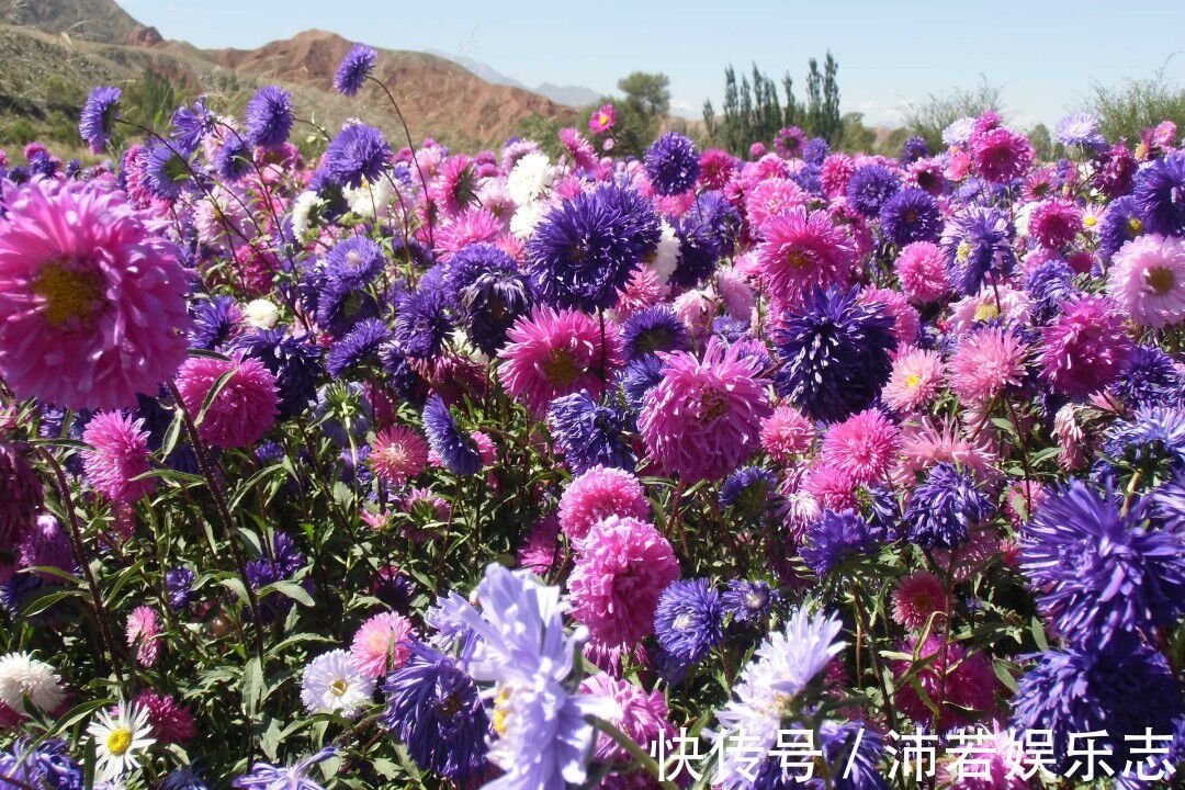 菊花|最靓的5种菊花,清纯靓丽,鲜艳光彩迷人有型,养在家里倍儿有面