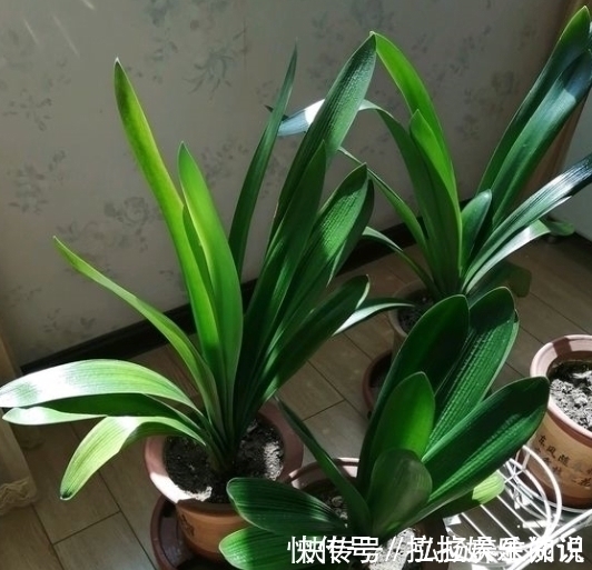 浇水|家中养君子兰,学会4个“方法”,叶片整齐油亮,棵棵开花大又艳