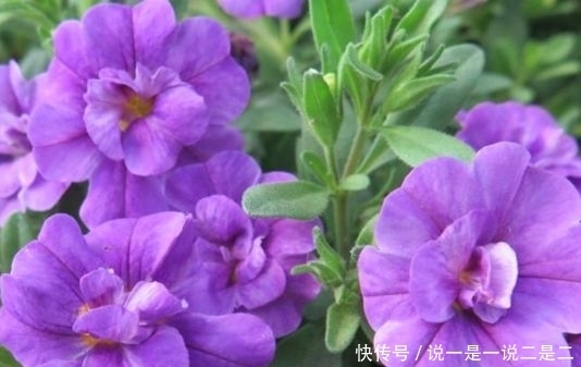 植物|家养这几款植物,花期长花量大,花开繁盛,花苞如绣