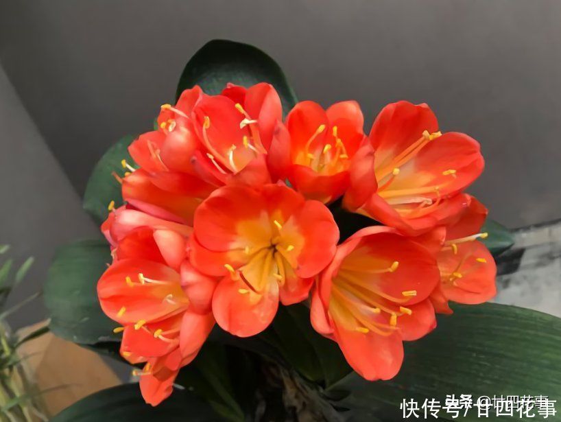 4月给君子兰翻盆，3事不做白费劲，整年长势受影响