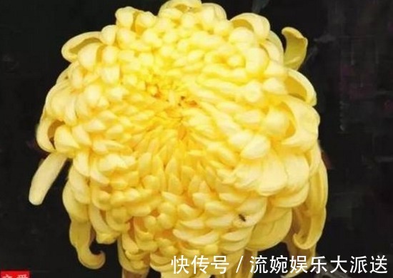 菊花|喜欢菊花,不要错过“3种”金菊,金光灿灿,艳压群芳,高贵优雅
