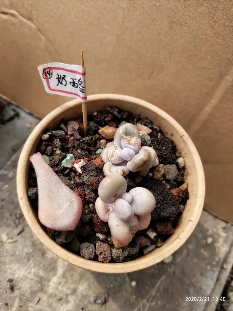 养肉多年的新手我相信它们一定可以变得更美丽!