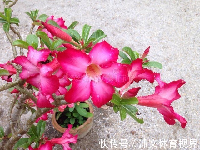 丽花|有阳台的花友，夏季都养8种花，把家养成了“花海”，太美了