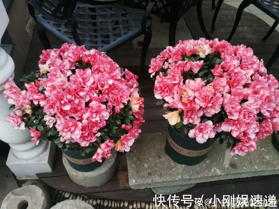 10种花特怕晒,越晒越黄叶,搬阴凉地儿才能活!