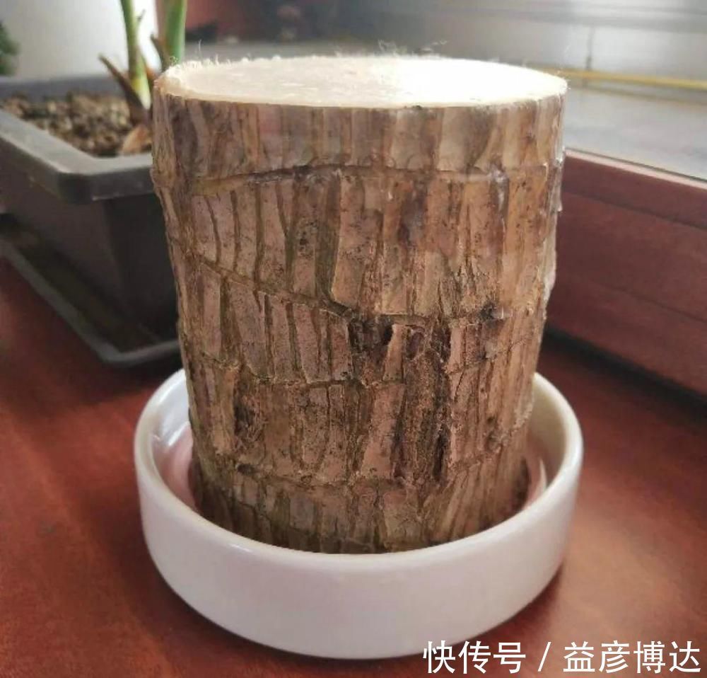叶子|网上买的小木桩,泡水半个月,臭了还没长芽!