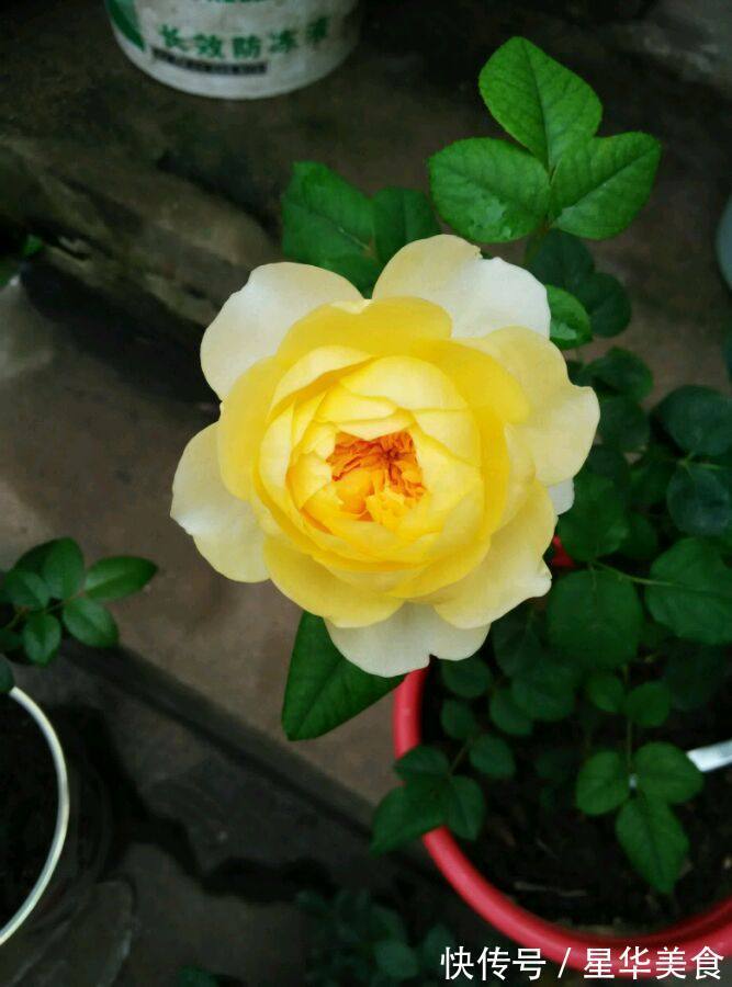 清新脱俗|养花就养个花期长的,花大色艳,清新脱俗,懒人最爱