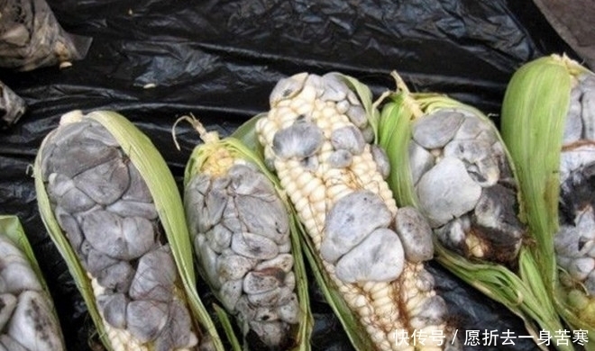 些地方|菜市场上卖的发霉的玉米，很多人抢着买，被称为“墨西哥松露”