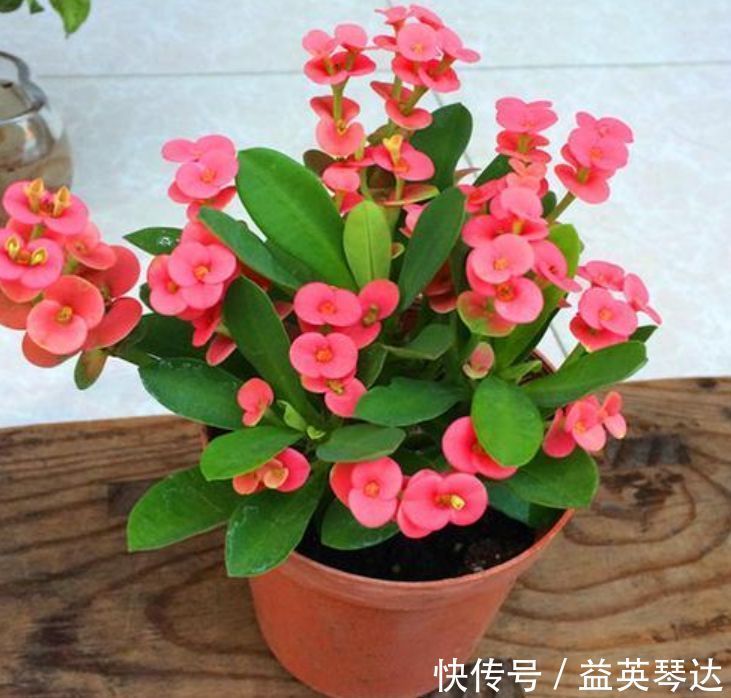 漂亮|此款花卉,好养易爆盆,1年四季开不停,颜色漂亮又好养