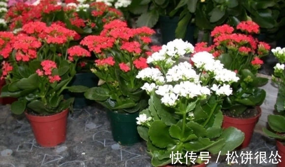 春天|养太阳花、长寿花、石竹,春天把握住“细节”,开花才漂亮