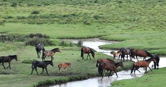 兄弟|流传了1700年的兄弟之歌智者的筹谋,吐谷浑兴起的第一步