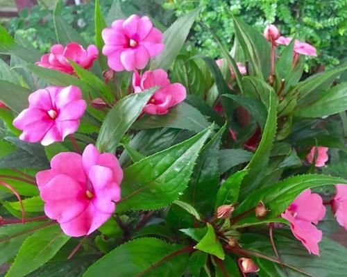 凤仙花，除了染指甲，还有很多作用，少有人知道