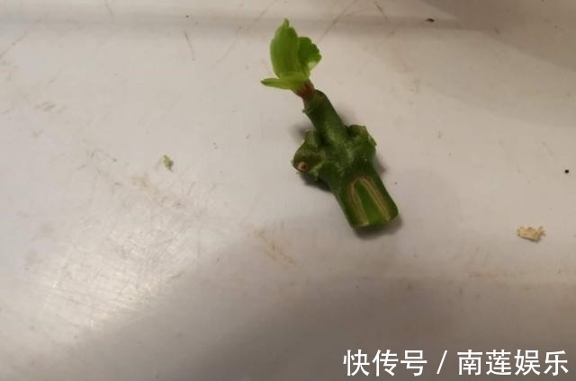 玉树嫁接“长寿花”,掌握1个关键点,1次就成活,没技术含量!