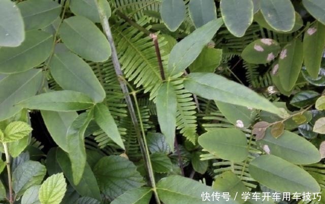 芳香味|有芳香味的“野草”,被称为“隔山香”,山脚下有不少,珍贵!