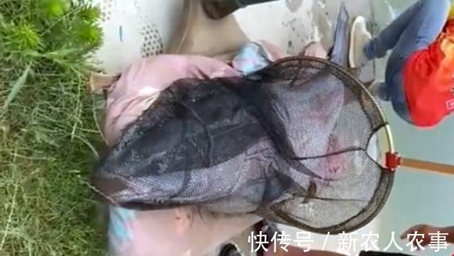湖北一男子盘黑坑，意外钓起126斤的大青鱼，塘主直言：镇塘之宝