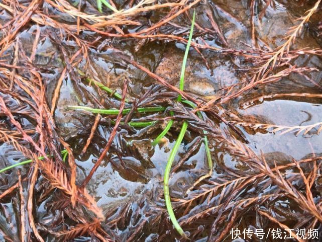 了不起！杭州发现3亿年前活化石！规模之大，全国罕见