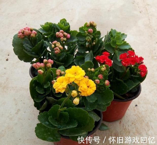 养花是一门艺术,聪明人养花有专门的技巧,怪不得养的那么好