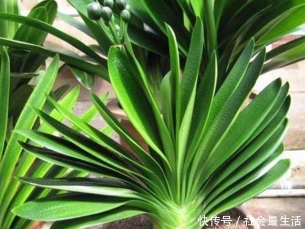 给君子兰加点营养,长出大白根开花呼呼旺,开花也多了!