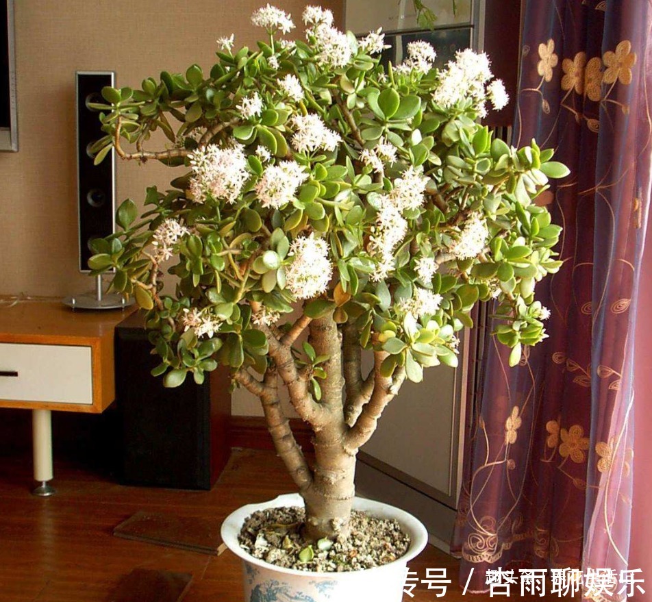 修剪|家养玉树落叶烂根，这样简单处理后，根系健壮新芽多，叶子绿油油