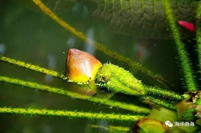 叶片|王莲，善变女神的休闲风范。