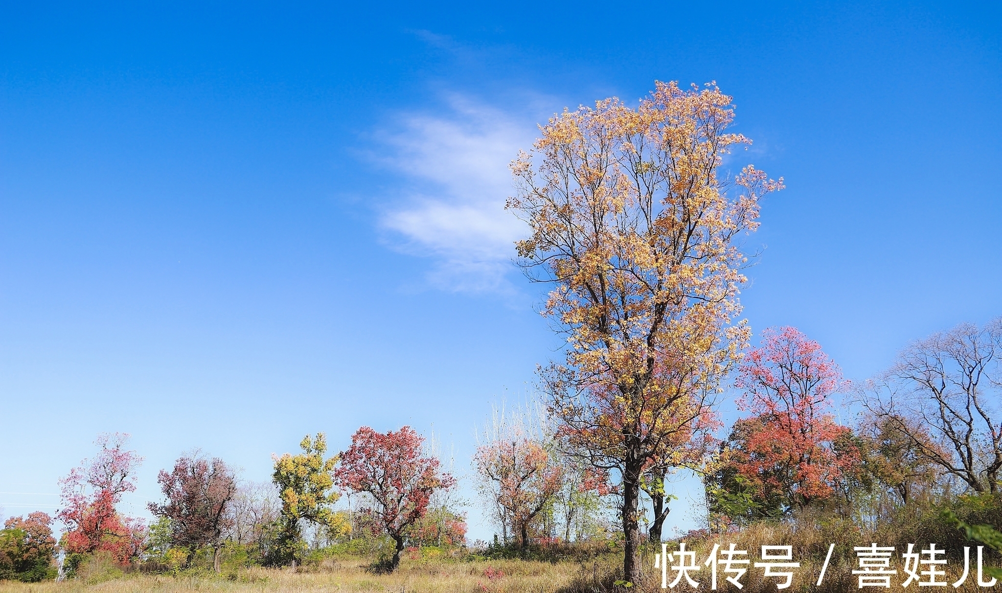 史铁生$万卷书里,阅尽人间春秋色;生花笔下,心湖绽放青白莲