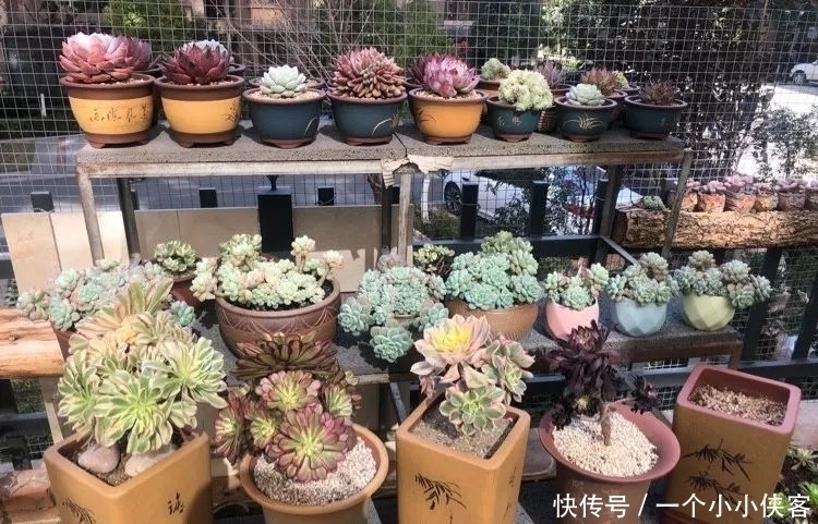 多肉盆栽:强迫症养多肉,必须整整齐齐,一颗也不能乱