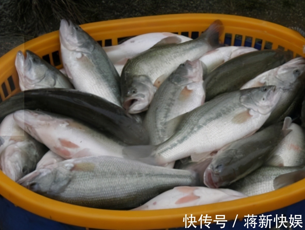 买鲈鱼别只会看大小,好不好吃就看4点,鱼贩这人不好忽悠