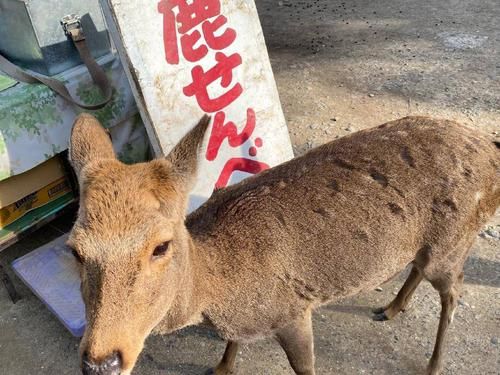 小鹿|日本旅游不可错过的景点，奈良公园，一个可以被小鹿给萌化的地方