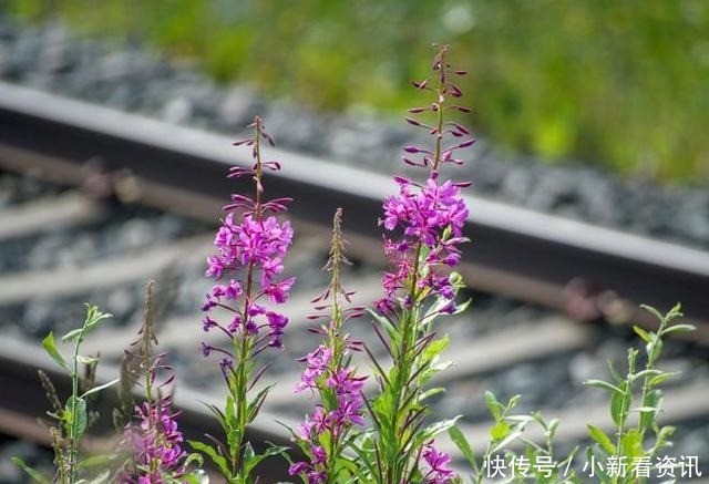 岁月|岁月匆匆又是一年,感恩有你