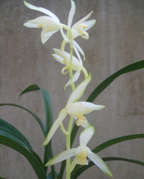 素心兰|比“艺术品”还美的兰花,花色素雅,芳香扑鼻,是新手养兰的首选