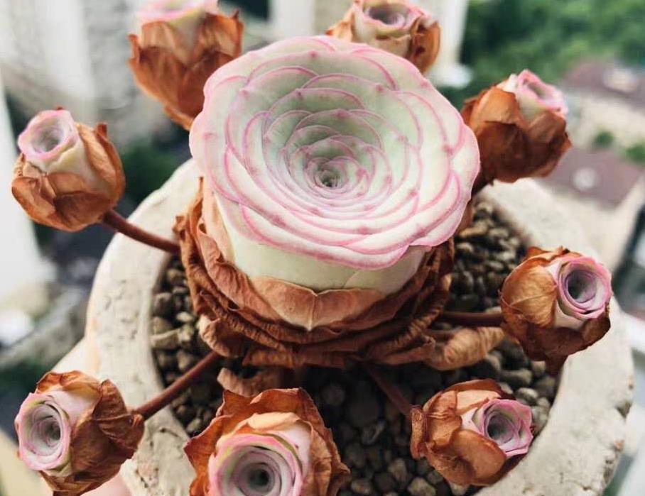 天热|此款多肉叶子像玫瑰花,高贵漂亮,满足5点养成老桩,格外讨喜