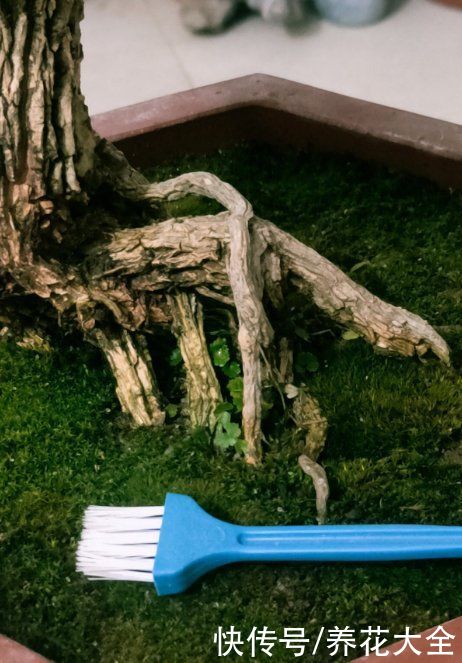 土壤|植物界的“祖师爷”，个头小作用大，挖回家种土里就活